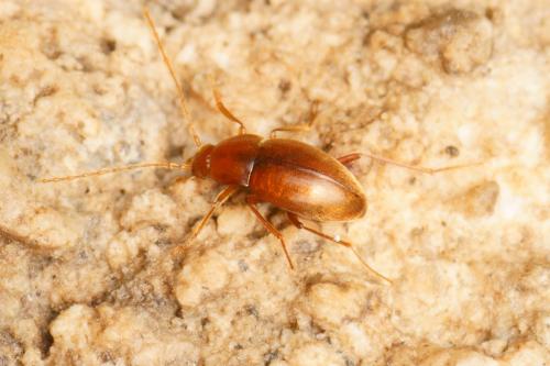 Réf. 197 516 : Troglodromus bucheti caussicola